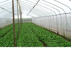 Insect Nets